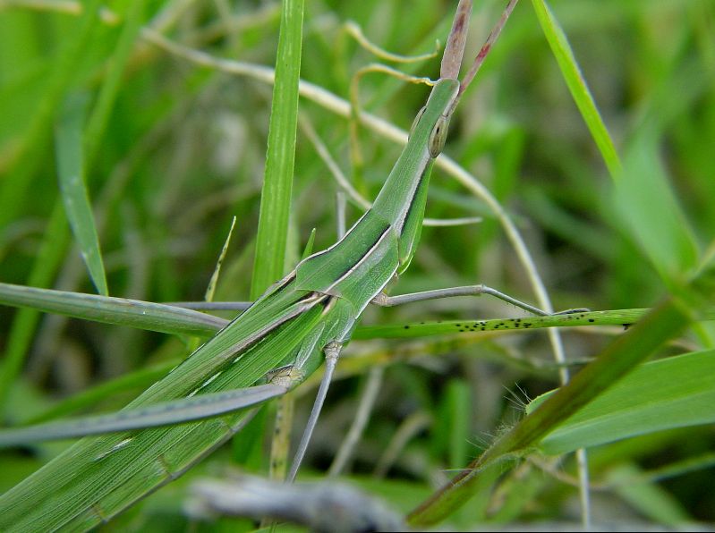 Acrida ungarica in versione verde